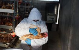 The consumption of chicken and eggs poses no risk to human health, the authorities insisted