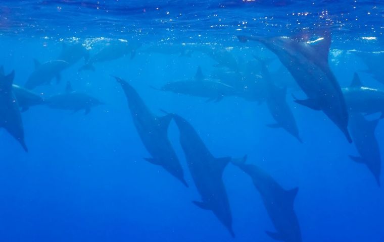 The scientists equipped two trained and highly motivated bottlenose dolphins at the Dolphin Research Center in Florida, USA, with suction-cup attached tags