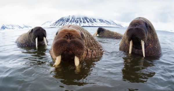 Bas And Wwf “walrus Detectives” Project With Satellite Surveying To 