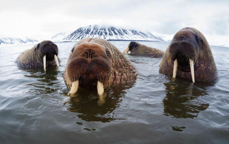 The five-year project, in cooperation with scientists from around the Arctic, aims to deliver a whole population census of the Atlantic and Laptev Walrus using satellite imagery. Photo: WWF