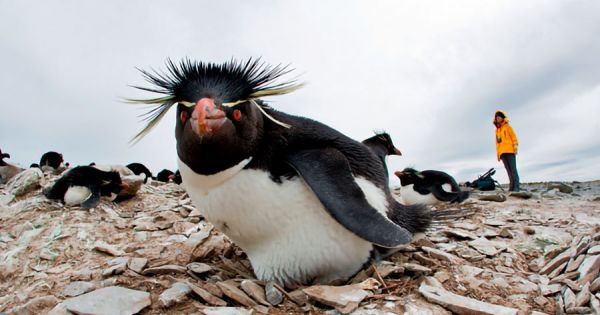 Penguin Awareness Day; Falklands home of five species, King, Magellanic, Gentoo, Rockhopper, Macaroni - Vimarsana News
