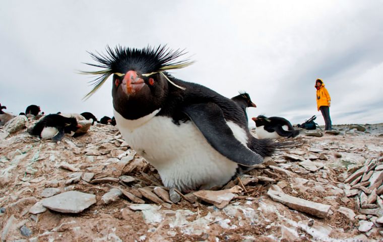 The term Penguin was first published in the 16th century as a synonym for Great Auk. There is a debate about the etymology of the name “Penguin”