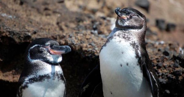 Falklands Veterinary Service reports Avian pox amongst Gentoo penguins - Vimarsana News