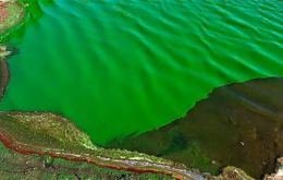 Cyanobacteria are organisms that generally live in water, they have a blue-green color, and may be harmful to humans