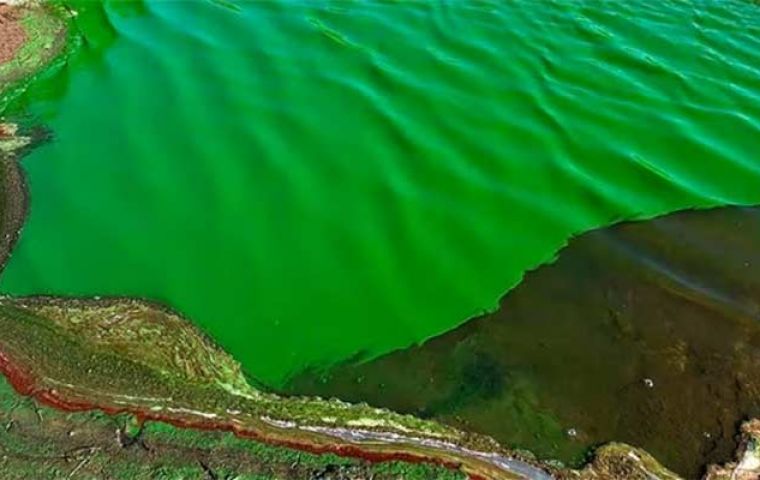 Cyanobacteria are organisms that generally live in water, they have a blue-green color, and may be harmful to humans