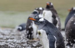 Juvenile Gentoo penguin deaths swabs were taken to be tested for avian influenza and have returned a negative result to the N1 gene.