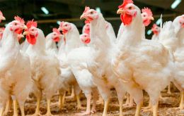 Humans are at “no risk of acquiring the disease through consumption” of poultry or eggs, Bahillo explained