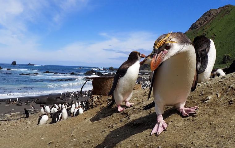 There is no volcanic activity presently, as there was at the time of the separation of Antarctica and South America, and the difference can be traced in fossil penguin bones 