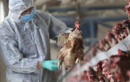 Bahillo insisted the disease is not transmitted through the consumption of poultry meat or eggs so exporters would be able to sell their products locally