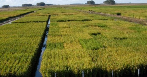 Rice an exception in drought-hit Uruguay - Vimarsana News