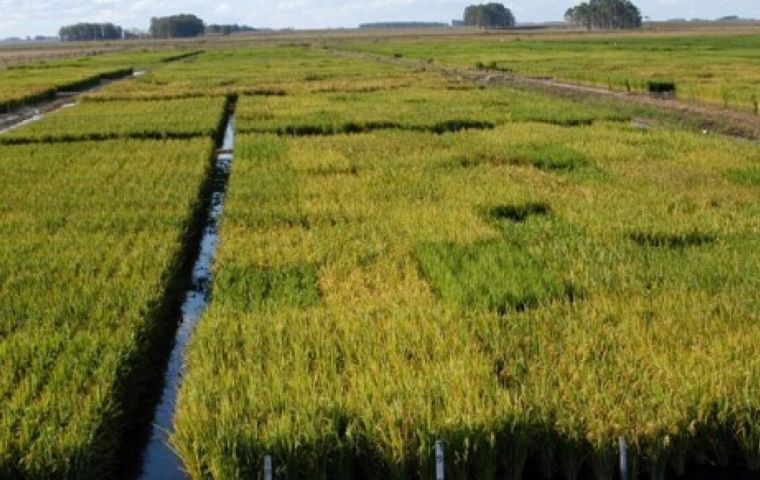 The 2022-23 rice harvest will be similar to the previous one, Mattos explained