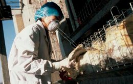Senior Veterinary Office, Zoe Fowler, “The fact that we have managed to avoid any real suspect, or confirmed case of avian influenza is a significant achievement.” Photo: WHO / Archive