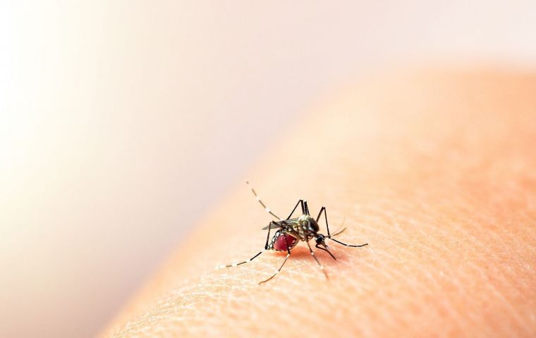 Between 80 and 90 cases of dengue are treated daily at one single Buenos Aires hospital and the number of infections is growing