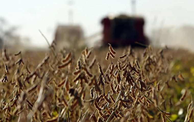 The latest estimate points to a drop of 6.6 million tons in Argentine soy production. The previous harvest year was 43 million tons.