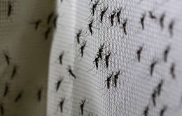 The transmission of dengue can be reduced by up to 77%, according to trial results