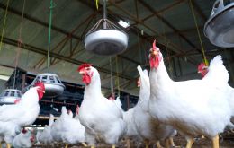 Uruguay agriculture minister Fernando Mattos announced the start of mandatory vaccination on May 2nd of all laying hens in commercial farms