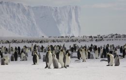 Emperor penguins (Aptenodytes forsteri) on the sea ice close to Halley Research Station on the Brunt Ice Shelf. (BAS)