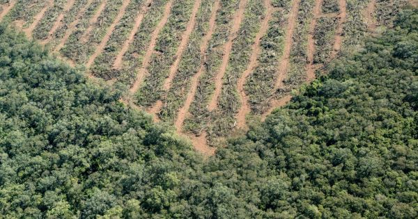 Latin America lost over 39 million hectares of forests - Vimarsana News