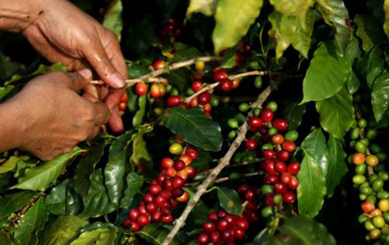 The arabica variety represented 82.5 % of the total sales abroad  