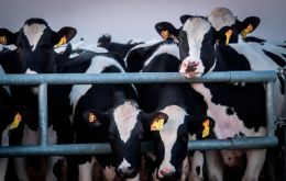 Cows belch methane as they digest their fodder and, above a concentration of five per cent, methane becomes explosive.