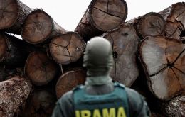 Logging in the Brazilian Amazon reached its highest levels in the last fifteen years