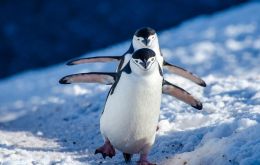 Scientists at Signy were tracking the migration of chinstrap penguins.