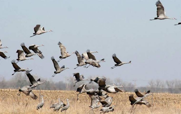 Martin said migratory birds flying through the region could have been vectors of the disease