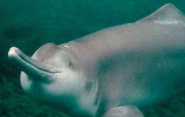 Bajii Yangtze dolphin
