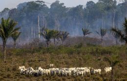 The sustainability standard requires slaughterhouses to adopt a tracking system to monitor its entire supply chain in the Amazon and Maranhao by December 2025. Photo: JOAO LAET/AFP