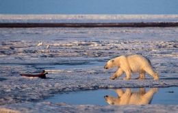 The Arctic without sea ice would affect human societies and natural ecosystems both inside and outside the region (Pic AP)