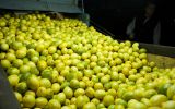 Dry weather, out of season rains have had a negative impact on the production of lemons, oranges and mandarins in Argentina 