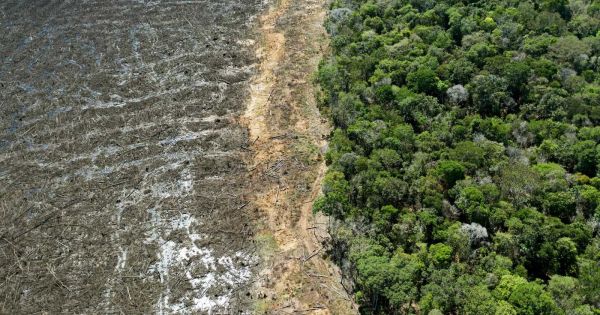 Deforestation in Amazon drops 31% interannually - Vimarsana News