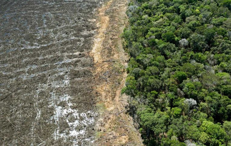 From January to May this year, there was a 31% drop in deforestation,” João Paulo Capobianco said at a press conference.