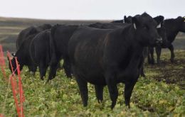  A trial has begun at Walker Creek involving finishing cattle with feed imported from Uruguay.
