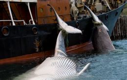 “I have taken the decision to suspend whaling” until August 31, Food Minister Svandis Svavarsdottir said in a statement.