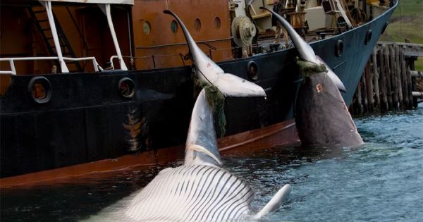 Iceland Suspends Whale Hunting Until August 32; Public Opinion Supports ...