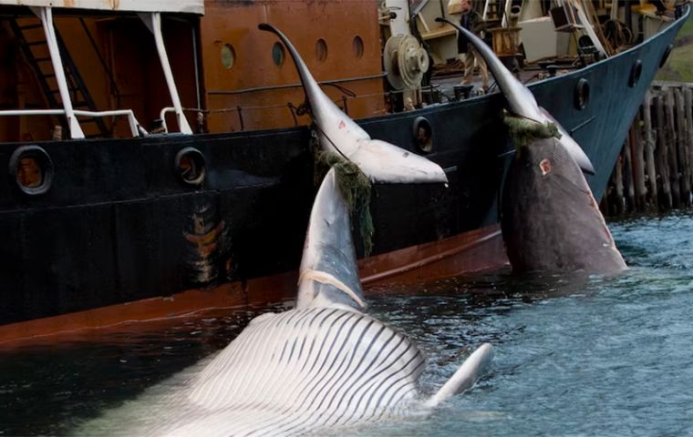 “I have taken the decision to suspend whaling” until August 31, Food Minister Svandis Svavarsdottir said in a statement.