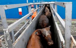 In the verdict Judge Frederico dos Santos Messias stated that Minerva Foods had hired a carrier to transport the oxen to the port, thus holding them responsible.
