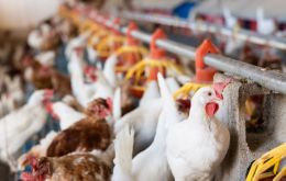 Brazilian authorities insisted commercial production of chickens remains safe