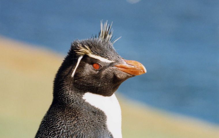 Flightless Rockhoppers Penguin