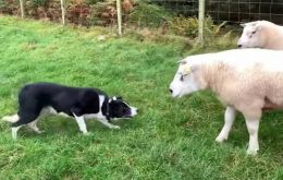 Dogs and sheep, “partners” in the spread of the E.granulosus tapeworm