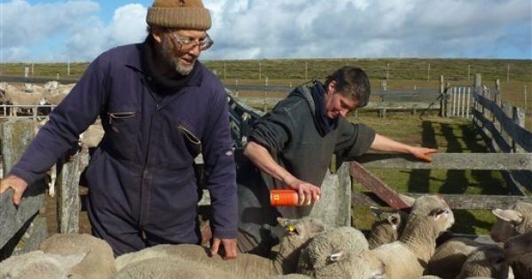 Falklands' farmers very much interested in environment conferences - Vimarsana News