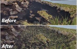 The two pictures show the eroded soil at Gid’s and Middle Islands, before and after the four day planting of 17,000 tussac tillers  Photo Credit to Sally Poncet.