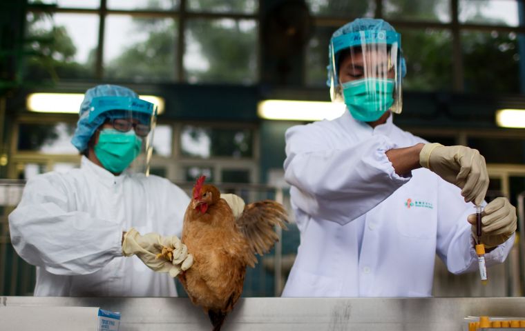 The first lineage of the bird flu virus was identified in 1996 and has since caused several infectious outbreaks among birds