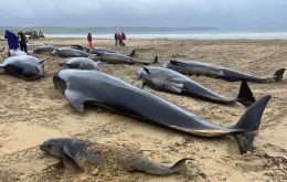 The British Divers Marine Life Rescue charity (BDMLR) said 55 of the animals washed up on the Isle of Lewis in the Outer Hebrides.