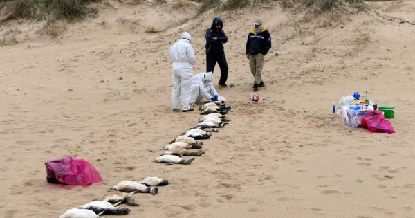 Encuentran pingüino muerto en la costa de Uruguay — MercoPress