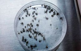 The peak activity of Aedes aegypti females is in February and March. Spraying poison outside that period only favors genetic resistance to the chemicals