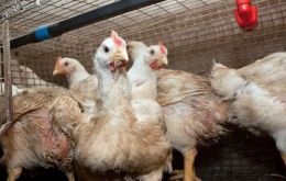 Under the epidemic, Argentine chicken meat exports contracted by 28% in volume and 35% in value during the first semester
