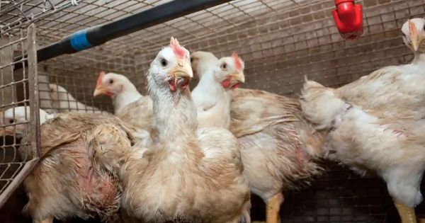 Argentina bird-flu free again - Vimarsana News