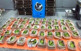 The cocaine was hidden in a container alongside bananas on a ship that had arrived from Ecuador. Some 8,000 packets of the drug were discovered in the containers.